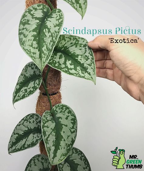 Propagation Tattoo, Tattoo Succulent, Scindapsus Exotica, Scindapsus Pictus Exotica, Plant Business, Scindapsus Pictus, Philodendron Plant, Peace Love Happiness, Plant Propagation