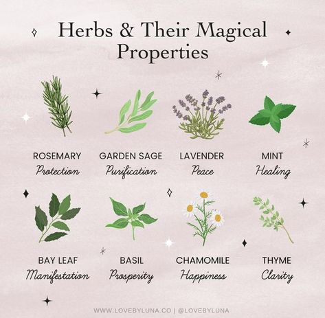 Rosemary Garden, Herbal Witch, Witch Herbs, Green Witchcraft, Plant Magic, Magic Herbs, Magical Herbs, Magick Book, Witchcraft Spell Books