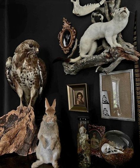 Hauntingly Beautiful: The Rise Of Western Gothic Interiors In Modern Design Taxidermy Aesthetic, Oddities Decor, Taxidermy Decor, Western Gothic, Dark House, Taxidermy Art, Vulture Culture, Goth Home, Dark Home