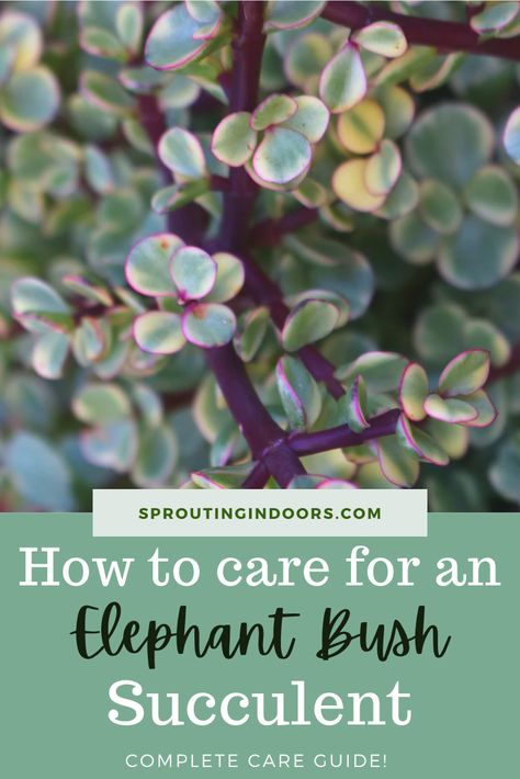 Elephant Bush Succulent Care, Elephant Bush Succulent, Elephant Succulent, Repotting Succulents, Elephant Bush, Propagate Succulents, Elephant Plant, Succulent Species, How To Water Succulents