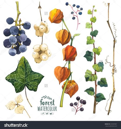 Watercolor Illustration With Branches, Leaves And Berries. Set Of Winter And Autumn Forest Plants. Collection Of Herbarium Garden. Snowberry, Cape Gooseberry, Ivy And Wild Grape. - 341897897 : Shutterstock Illustration Leaves, Plants Drawing, Cape Gooseberry, Plants Illustration, Forest Watercolor, Trendy Plants, Watercolor Winter, Forest Plants, Ivy Plants