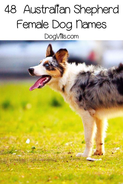 Aussie Dog Names, Country Dog Names, Puppies Names Female, Australian Shepherd Names, Adoption Tips, Dog Names Unique, Merle Australian Shepherd, Girl Dog Names, Female Dog Names