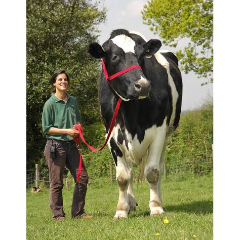 The world's biggest cow is named Big Cow Chilli, who is 6ft 6ins tall and weighs more than a ton Huge Animals, Breeds Of Cows, Giant Animals, Dairy Cattle, Animal Instinct, Texas Country, Cow Pictures, Small Elephant, Big Animals