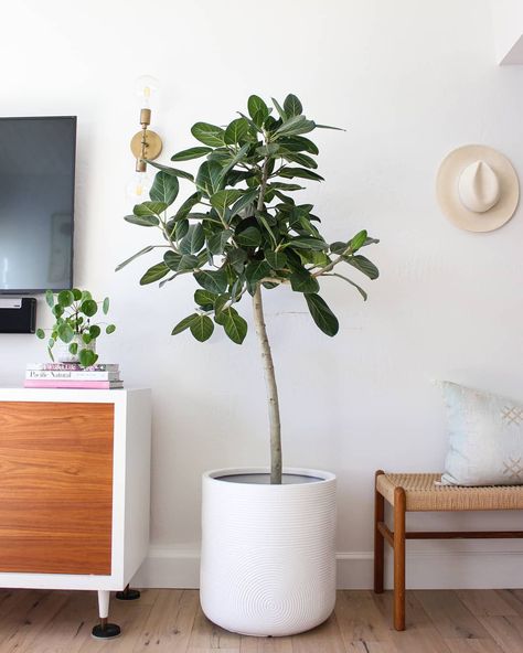 Ficus Tree Indoor, Audrey Ficus, Inside House Plants, Ficus Audrey, Plants At Home, Gardening Zones, Lawn Care Tips, Ficus Tree, Ficus Elastica