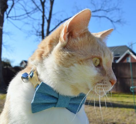 Cat Themed Outfits, Blue Cat Collar, Blue Tux, Kitten Collar, Kitten Collars, Cat Bow Tie, Cat Bow, Bow Tie Collar, Blue Cat