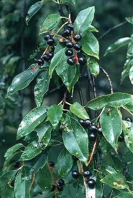 Emerald ash borer Wayzata Black Chokeberry, Aronia Melanocarpa, Purple Berries, Evergreen Bush, Arborvitae Tree, Hydrangea Bush, Redbud Tree, Crabapple Tree, Blueberry Bushes