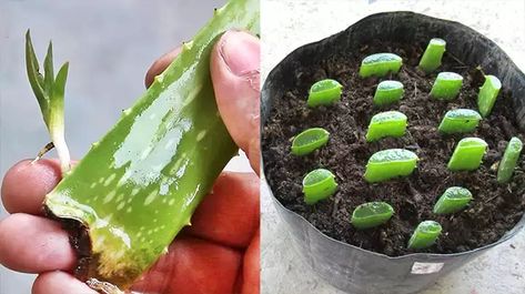 How To Propagate Aloe Vera From Cuttings, Propagating Aloe Vera, Propagating Aloe, Propagate Aloe Vera, Growing Aloe Vera, Aloe Plant, Aloe Vera Plant, Aloe Leaf, Plant Cuttings