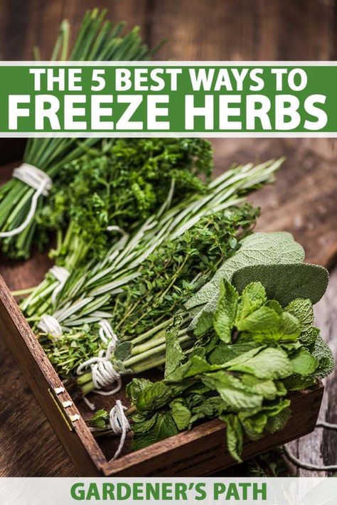 How To Freeze Herbs, Therapeutic Horticulture, Freeze Fresh Herbs, Freeze Herbs, Freezing Food Guide, Backyard Hacks, Freezing Fresh Herbs, Preserve Fresh Herbs, Store Fresh Herbs