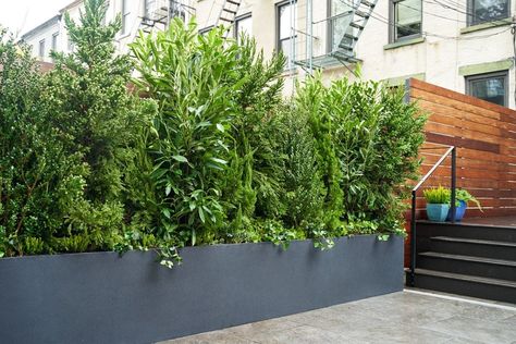 Other Favorites — Birch & Basil Design Modern Balcony Plants, Hedge In Planter Boxes, Modern Hedges, Planter Stairs, Balcony Planter Boxes, Rooftop Planters, Brooklyn Backyard, Privacy Planter, Shrubs For Privacy