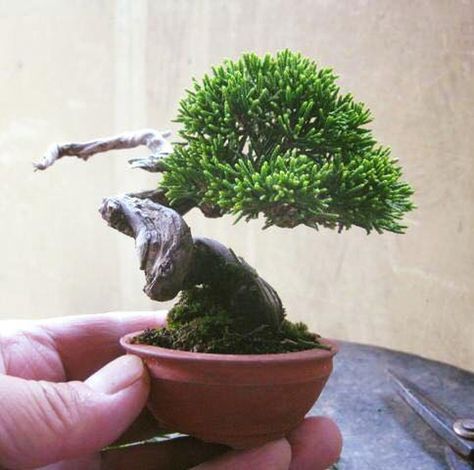 haru Maple Bonsai, Grab Bag Gifts, Bonsai Tree Types, Mame Bonsai, Indoor Bonsai Tree, Juniper Bonsai, Mini Bonsai, Perfect Hostess, Japanese Bonsai