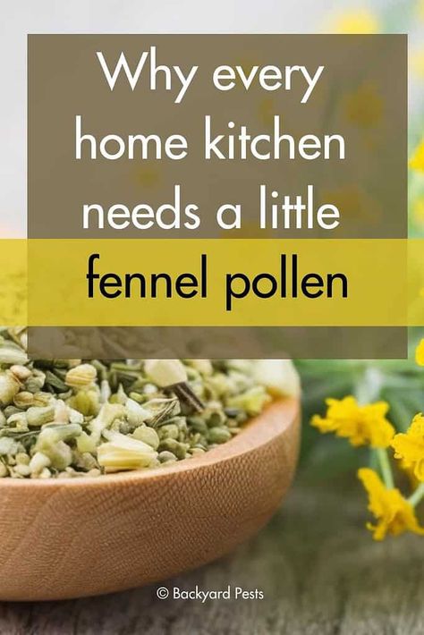 Fennel Pollen: The Tiny Spice That Packs a Huge Punch in Your Cooking - Backyard Pests Fennel Uses, Fennel Pollen, Avocado Tree, Chef Inspiration, Traditional Medicine, Solar Garden, Fennel Seeds, Long History, Garden Set