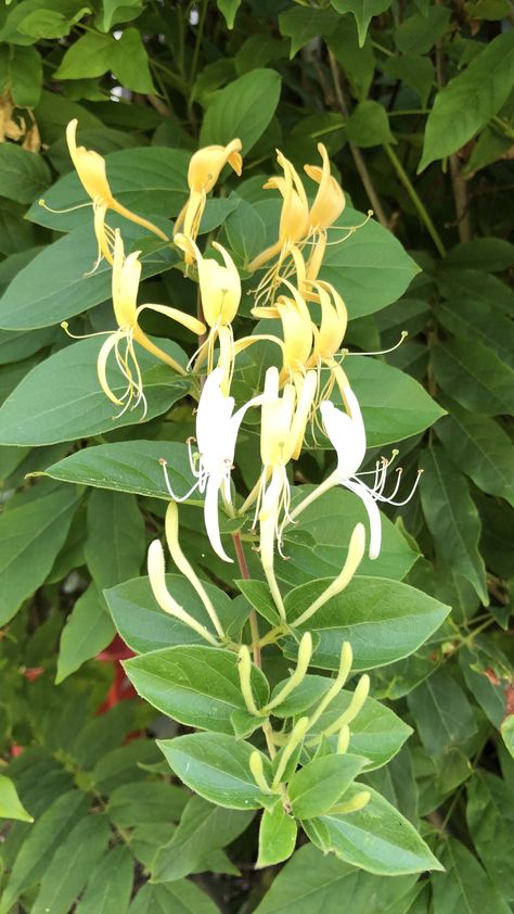 The honeysuckle flowers are blooming and the hummingbirds love 💕 them. #hummingbird #honeysuckle #flowers Month Symbols, Birth Month Symbols, Honeysuckle Flowers, Plant Spirit, Flower Reference, Honey Suckle, Fern Tattoo, Honeysuckle Flower, Flower Cottage