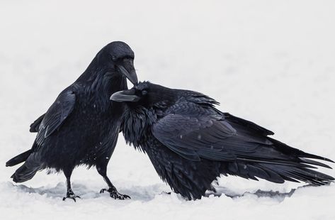 Common Raven Raven Photography, Common Raven, Black Birds, Popular Photography, Crows Ravens, Photo Awards, Photography Awards, Bird Photo, Bird Photography