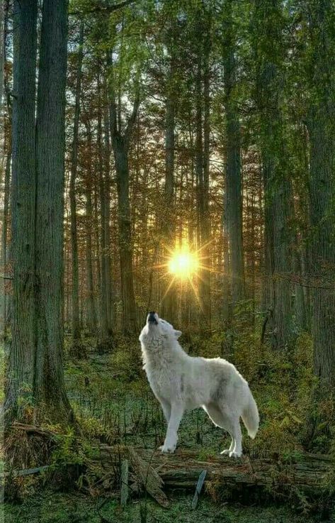 Wolf Walking, Pet Wolf, Wolf Clothing, Werewolf Aesthetic, Wolf Husky, Howling At The Moon, Wolves And Women, Wolf Artwork, Spirit Animal Art