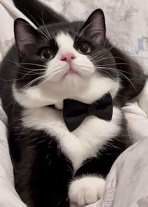 Black And White Tuxedo Cat, An Organized Home, Cat Ownership, Cat Hacks, Organized Home, Tuxedo Cat, Cat Owner, White Cats, Cute Cats And Kittens