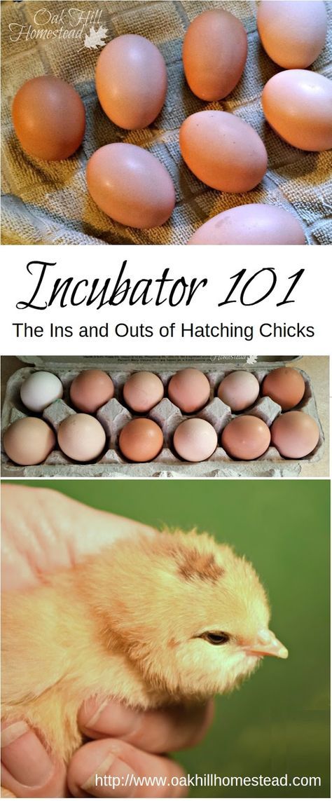 Incubator 101 - the ins and outs of hatching eggs successfully Incubating Chicken Eggs, Diy Incubator, Raising Turkeys, Urban Chicken Farming, Hatching Chickens, Chicken Incubator, Urban Chickens, Hatching Chicks, Egg Incubator