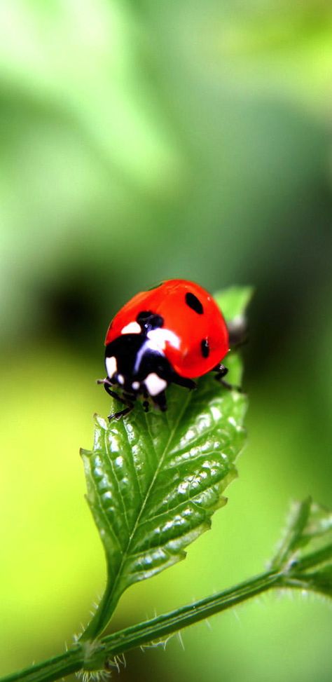 ladybug ladybug fly away home Lady Beetle, Ladybug Art, Lady Bugs, Beautiful Bugs, Lady Bird, Bugs And Insects, Love Bugs, A Lady, Lady Bug