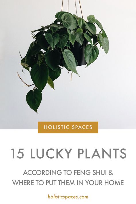 Feng Shui Plants Houseplant, Lucky Plants For Home, Feng Shui Kitchen, Feng Shui Office, Office Plants Desk, Feng Shui Plants, Fengshui Decoration, Feng Shui Wealth, Porch Plants