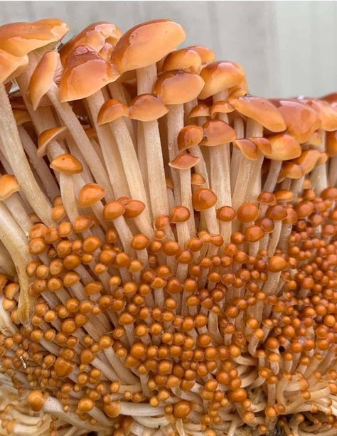 Enokitake or Velvet Shank Mushroom: ID, Cooking, Recipes, Uses Hackberry Tree, Edible Wild Mushrooms, Mushroom Guide, Enoki Mushrooms, Mushroom Identification, Mushroom Varieties, Poisonous Mushrooms, Mushroom Plant, Beef Roll