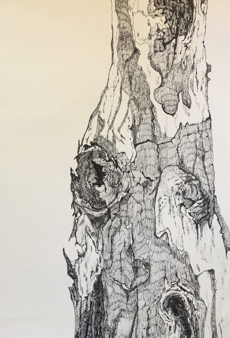 Tree Bark Drawing, Bark Drawing, Oak Tree Bark, Tree Bark Texture, Drawing Realistic, Art Alevel, Tree Drawings Pencil, Tree Textures, Nature Sketch