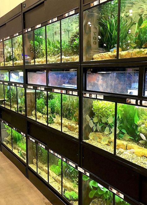 Reptile Store, Turtle Tanks, Large Fish Tanks, Pet Store Ideas, Aquarium Store, Fish Store, Aquarium Shop, Amazing Aquariums, Reptile Room