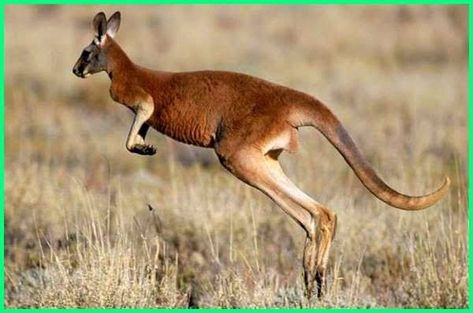 Kangaroo Facts, Kangaroo Jumps, Social Care, Xmas Crafts, New Job, Walk On, Kangaroo, Wordpress, Australia