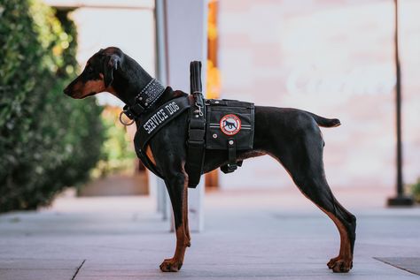 Doberman Service Dog, Doberman Colors, Service Dogs Breeds, Dog Reference, Thai Ridgeback, Dogs Aesthetic, Service Dogs Gear, Presa Canario, Service Dog Vests