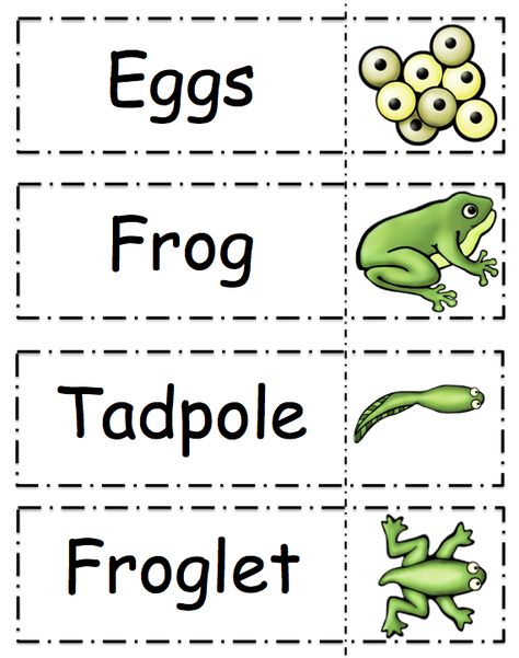 Frog Lesson Plans Preschool, Frog Cycle, Frog Theme Preschool, Frog Life Cycle Printable, Frog Life Cycle Activities, Pond Life Theme, Frogs Preschool, Life Cycles Preschool, Pond Habitat