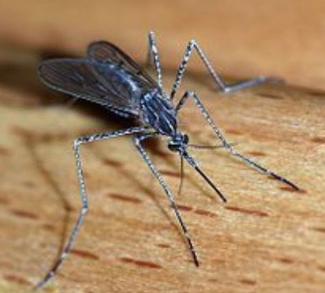 Plants that Deter Mosquitos and Other Buzzy Pests Natural Bug Spray Recipe, Bug Spray Recipe, Natural Bug Spray, Bug Off, Mosquito Trap, Mosquito Control, Bees And Wasps, Natural Pest Control, Bee Sting