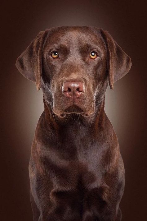 This is what a second chance can do for a dog. Labrador Yellow, Labrador Noir, Brown Labrador, Chocolate Labrador Retriever, Dog Quotes Funny, Black Labrador Retriever, Popular Dog Breeds, Labrador Retriever Puppies, Rottweiler Puppies