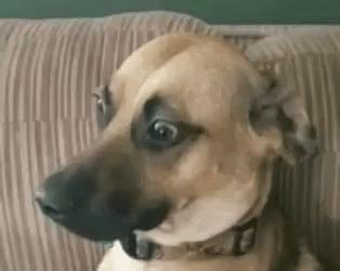 Awkward Stare GIF - Awkward Stare DogStare - Discover & Share GIFs Looking Gif, Meme Gifs, Tenor Gif, Dog Animation, Wolf Pictures, Side Eye, Anime Gifs, Popular Dog, Dog Pin