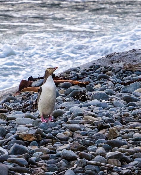 My absolute favourite wildlife photos of incredible animals in the wild. Which of these is your favourite image/animal? 📍: 1. Iceland 2. Iceland 3. Kaikoura, New Zealand 4. Kennet River, Australia 5. Cape Hillsborough, Australia 6. New Zealand 7. Cairns, Australia 8. Australia For more follow @timofarsch #photography #wildlifephotography #learnphotography #iceland #seeaustralia #australia #newzealand #travelnewzealandwithme #travel #wildlife #discoverearth #sonyalpha #sonyalphaanz #noma... Cape Hillsborough, New Zealand Animals, New Zealand Wildlife, Cairns Australia, Animals In The Wild, Wildlife Photos, Random Images, Learning Photography, Dream Board