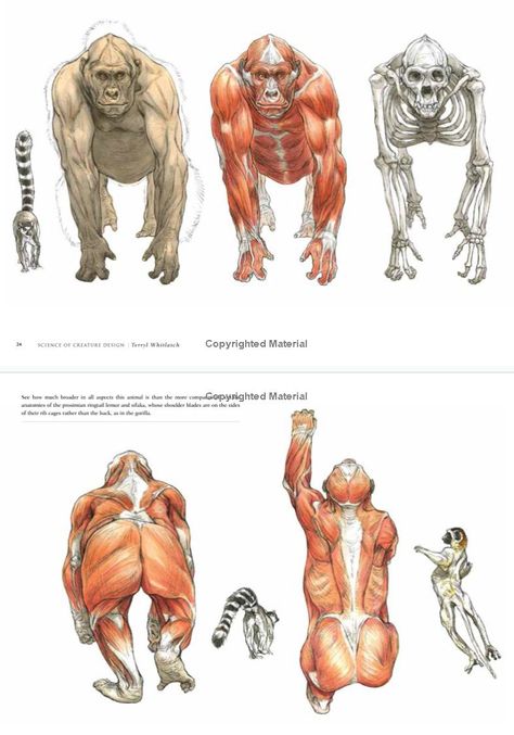 Gorilla Reference, Monkey Anatomy, Terryl Whitlatch, Creature Anatomy, Wolf Poses, Gorillas Art, Body Image Art, Animal Anatomy, Anatomy Sketches