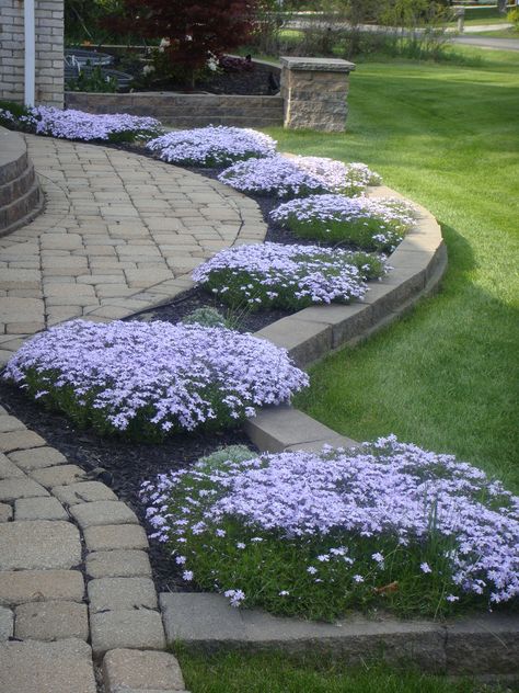 Creeping phlox Garden Landscaping Backyard, Creeping Phlox, Modern Front Yard, Front Garden Design, Front Yard Garden Design, Fall Garden Vegetables, Ground Cover Plants, Garden Yard Ideas, Front Yard Garden