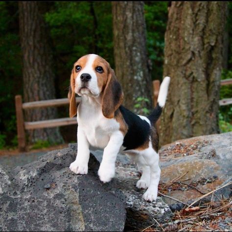 Beagle Puppy