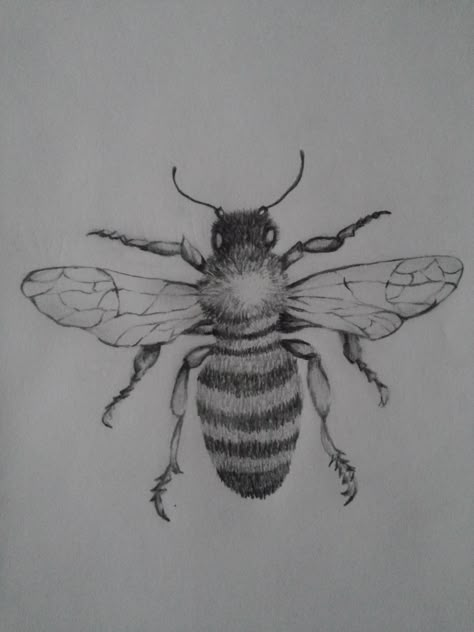 Honey Bee Drawing, Bee Sketch, Pencil Drawing Ideas, Honeybee Art, Bee Drawing, Bee Pictures, Graphite Art, Bee Cards, Insect Art