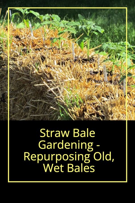 Check out ways to repurpose any old, wet, or moldy bales from your straw bale building project! 🌱💦 Ready to dig in? Click now to read tips! 👓📚 Strawbale Garden, Straw Bale Building, Potato Gardening, Straw Bale Gardening, Straw Bale House, Planting Potatoes, Straw Bale, Straw Bales, Organic Compost