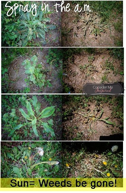 Make Your Own At Home- Weed Killer | Consider Me Inspired | Bloglovin’ Inexpensive Landscaping, Dawn Soap, Killing Weeds, Eco Friendly Diy, Cute Diy Projects, Garden Weeds, Professional Landscaping, Have Inspiration, Diy Garden Projects