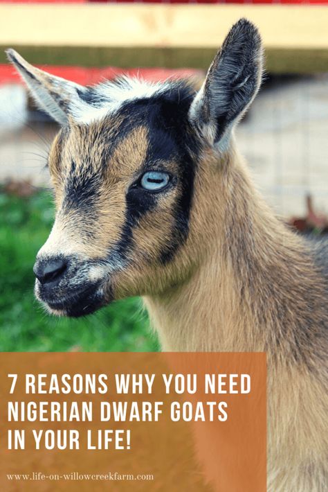 Pet Goats, Cute Baby Goats, Nigerian Goats, Goat Ideas, Farm Facts, Farm Chores, Totes Ma Goats, Goat Picture, Pet Goat