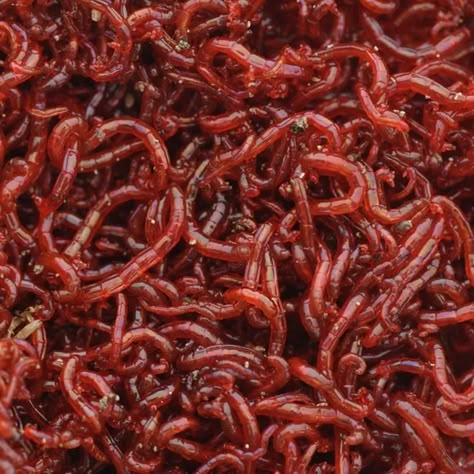 Halloween Recipe: Blood Worm Spring Rolls ⋆ Welcome to the Necro Nomnomnomicon Red Worms, Brine Shrimp, Live Bait, Blood Art, Fish Food, Fish Pond, Dark Photography, Spring Rolls, Living Food