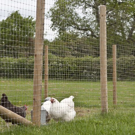 // Chicken Fence Diy, Chicken Run Fencing Ideas, Free Range Chicken Fence, Chicken Run Fence, Chicken Run Fencing, Chicken Fence Ideas, Poultry Fencing, Chicken Fencing, Chicken Yard