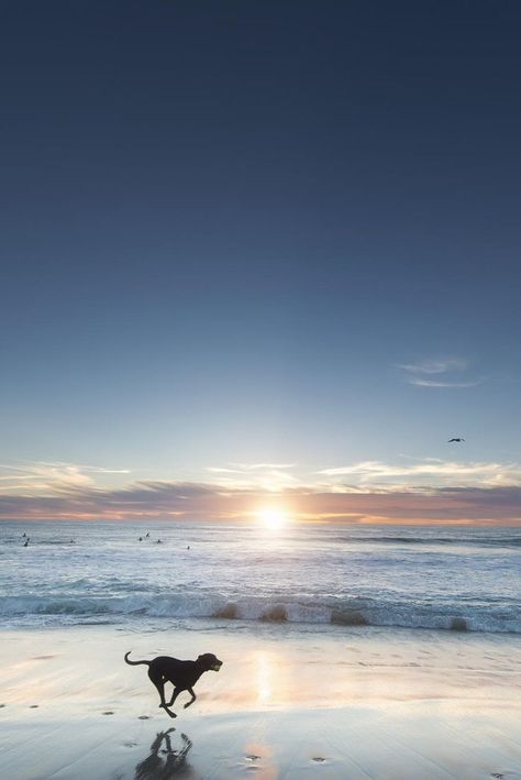 Dog running along the beach - Frank McKenna No Wave, I Love The Beach, Into The Wild, Ocean Beach, Beach Life, Sunrise Sunset, Beautiful Beaches, Beautiful World, A Dog