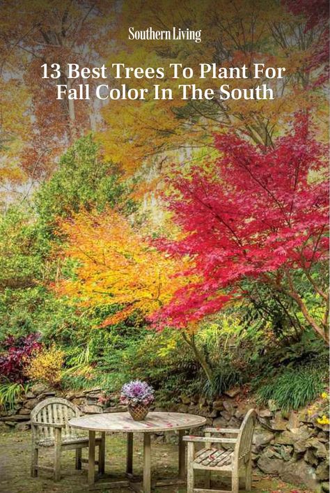 Bald Cypress Tree, Fall Color Trees, Bad Manners, Red Maple Tree, Southern Garden, Fall Trees, House Landscaping, Autumn Foliage, Front House