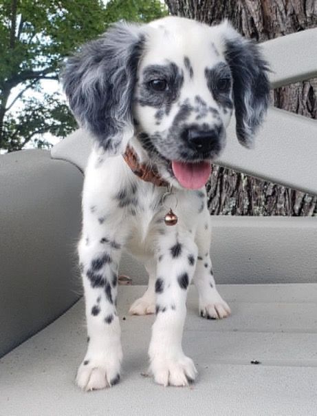 Long Coat Dalmatian Puppy, Fluffy Dalmatian Puppy, Long Haired Dalmatian Puppy, Fluffy Dalmatian, Dalmatian Mix, Jesus Background, Spotted Dog, Farm Dogs, Wolf Spirit Animal