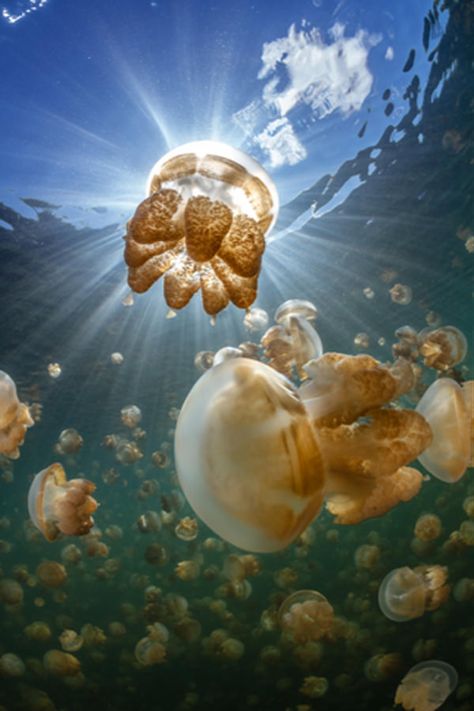 A Unique Diving Experience in the Jellyfish Lake, Palau | Places To See In Your Lifetime Jellyfish Lake, Deep Blue Sea, Palau, In The Ocean, Sealife, Underwater World, Ocean Life, Jellyfish, Marine Life