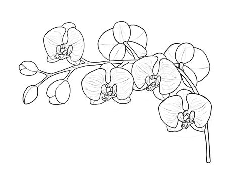 Hawaiian Flower Drawing, Orchid Drawing, Flower Shoulder Tattoo, Orchid Images, Orchid Tattoo, Black And White Sketches, Desenho Tattoo, Beautiful Orchids, Drawing Images