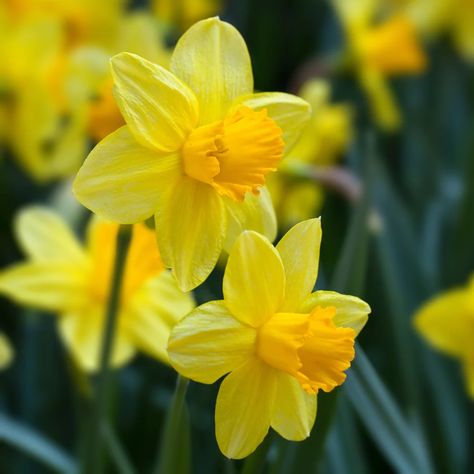 The Daffodil: Meanings, Images & Insights | Floraly Daffodil Meaning, Daphodil Flower, Spring Daffodils, Daffodil Day, Onion Bulbs, Botanical Tattoo, Flower Meanings, Yellow Daffodils, Daffodil Flower