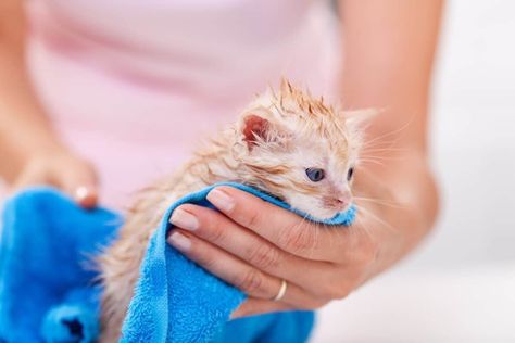 7 Crucial Tips for Safely Bathing Small Kittens - TheCatSite Flea Remedies, Flea Infestation, Getting A Kitten, Cat Shampoo, Flea Control, Itching Skin, Small Kittens, Magic Cat, Pet Shampoo