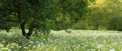 Cow Parsely Meadow [Explored] 트위터 헤더, Aesthetic Header, Twitter Header Pictures, Twitter Header Aesthetic, Twitter Header Photos, Cute Headers, Header Pictures, Twitter Layouts, Header Photo