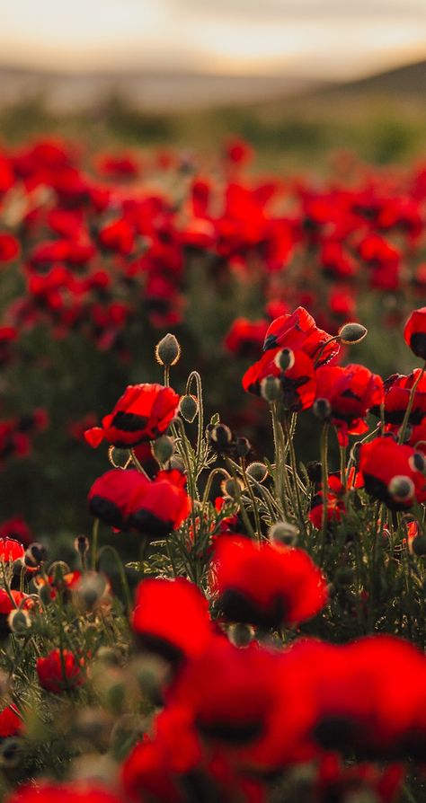 Poppy Wallpaper Iphone, Poppy Wallpaper Aesthetic, Iphone Background Roses, Poppy Screensaver, Red Poppies Aesthetic, Poppy Background, Red Flower Field, Tumblr Flower, Field Of Poppies Photography